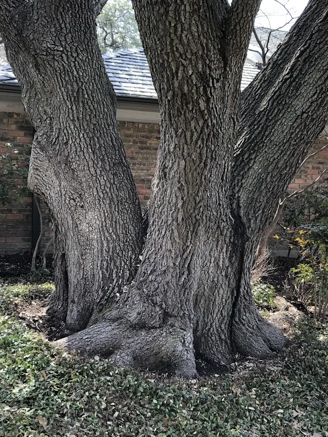 Mature heritage tree close to a Lebanon property cared for by certified arborists
